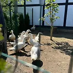Goscinne Nad Morzem
